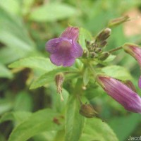 Limnophila aromatica (Lam.) Merr.